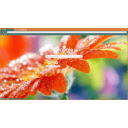 Watery flower  screen for extension Chrome web store in OffiDocs Chromium