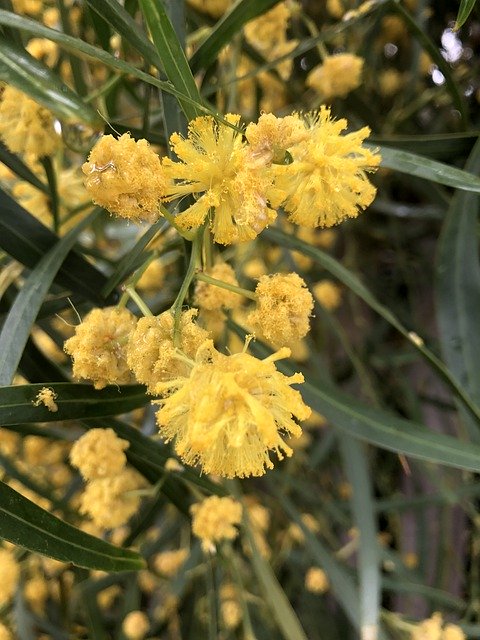 Free download Wattle Australian Flora Native -  free photo or picture to be edited with GIMP online image editor