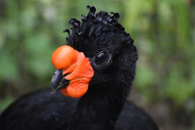 Free download wattled curassow avian bird free picture to be edited with GIMP free online image editor