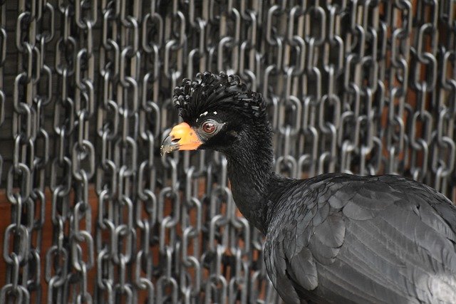 Free download wattled curassow bird animal free picture to be edited with GIMP free online image editor
