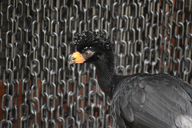Free download wattled curassow bird animal free picture to be edited with GIMP free online image editor