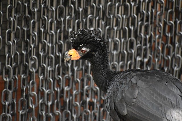 免费下载 wattled curassow 鸟动物免费图片以使用 GIMP 免费在线图像编辑器进行编辑