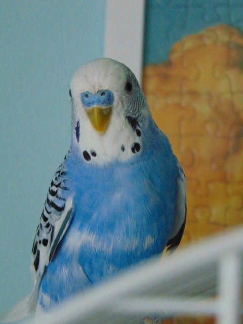 Free download Wavy Parrot Bird -  free photo or picture to be edited with GIMP online image editor