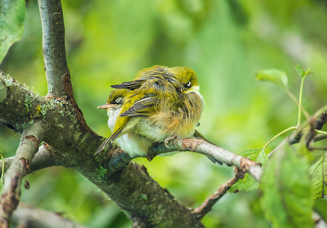 Free download waxeye bird silvereye new zealand free picture to be edited with GIMP free online image editor