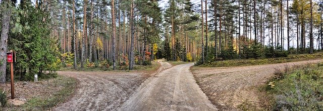 Descarga gratuita Way Forest Road: foto o imagen gratuita para editar con el editor de imágenes en línea GIMP