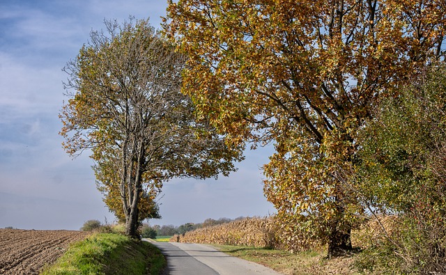 Free download way trees autumn landscape free picture to be edited with GIMP free online image editor
