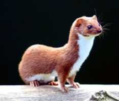 Weasel GIMP online editor free Free download Weasel free photo or picture to be edited with GIMP online image editor