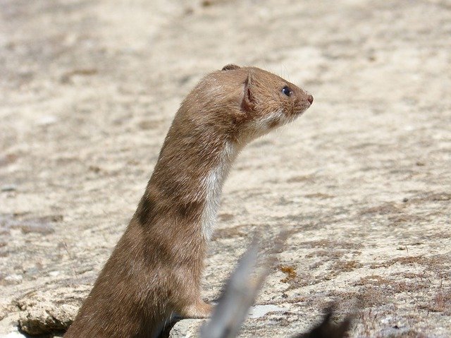 הורדה חינם Weasel Mostela Mustélido - תמונה או תמונה בחינם לעריכה עם עורך התמונות המקוון GIMP