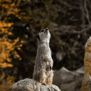 Weasels howl  screen for extension Chrome web store in OffiDocs Chromium