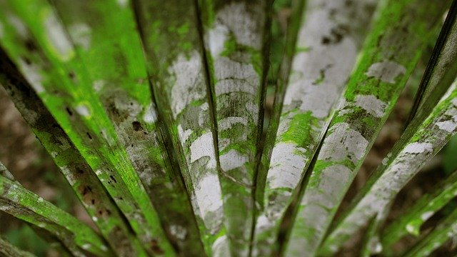 Безкоштовно завантажити Weathered Bamboo Nature - безкоштовне фото або зображення для редагування за допомогою онлайн-редактора зображень GIMP