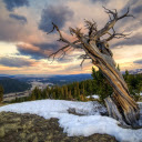 Weathered Tree Overlooking Mountain Valley at Sunset  screen for extension Chrome web store in OffiDocs Chromium