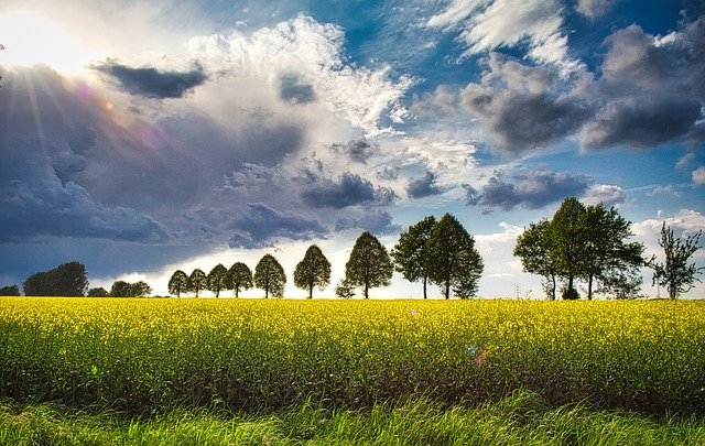 Descărcare gratuită Weather Oilseed Rape Landscape - fotografie sau imagini gratuite pentru a fi editate cu editorul de imagini online GIMP