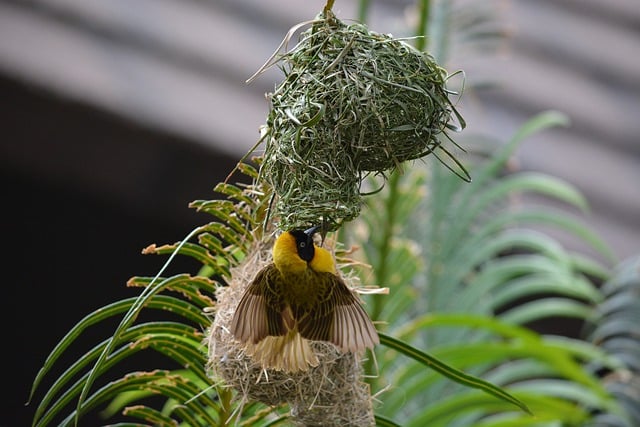 Descargue gratis la imagen gratuita del nido de observación de aves del pájaro tejedor para editar con el editor de imágenes en línea gratuito GIMP
