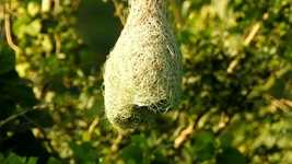 Weaver Bird Nest -  OpenShot online free video editor Free download Weaver Bird Nest -  free video to be edited with OpenShot online video editor