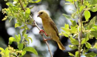 Free download Weaver Bird On Branch free photo or picture to be edited with GIMP online image editor