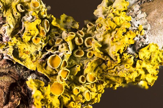 Téléchargement gratuit de Weave Symbiosis Mushroom - photo ou image gratuite à modifier avec l'éditeur d'images en ligne GIMP