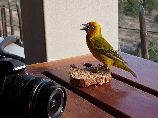 Bezpłatne pobieranie Webervogel Bird Animal South - bezpłatne zdjęcie lub obraz do edycji za pomocą internetowego edytora obrazów GIMP