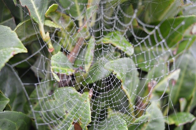 Free download Web Nature Cobweb -  free photo or picture to be edited with GIMP online image editor