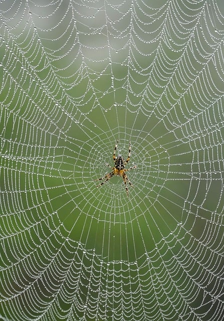 Free download web spider dew nature cobweb free picture to be edited with GIMP free online image editor