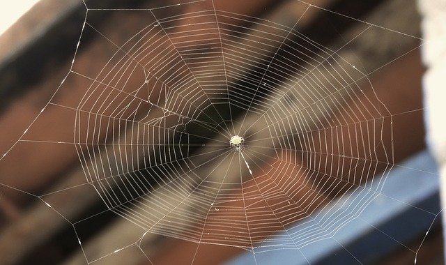 Bezpłatne pobieranie Web Spider Insect - darmowe zdjęcie lub obraz do edycji za pomocą internetowego edytora obrazów GIMP