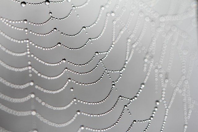 Free picture Web Spiders Dew Morning -  to be edited by GIMP free image editor by OffiDocs