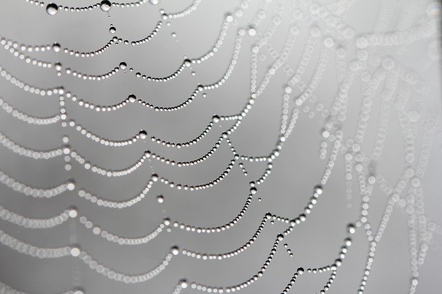 Bezpłatne pobieranie Web Spiders Dew Morning - bezpłatne zdjęcie lub obraz do edycji za pomocą internetowego edytora obrazów GIMP