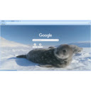 Wedel Seals in Snow  screen for extension Chrome web store in OffiDocs Chromium