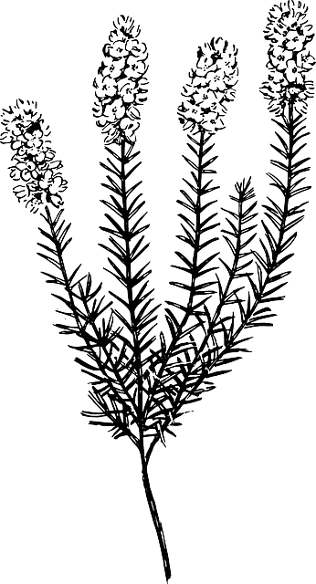 免费下载 杂草 性质 植物 - 免费矢量图形Pixabay 免费插图使用 GIMP 免费在线图像编辑器进行编辑