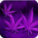 Weed PurpleHaze  screen for extension Chrome web store in OffiDocs Chromium
