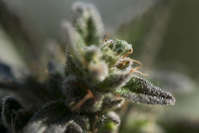 Download gratuito di Weed Trichomes Ganja: foto o immagine gratuita da modificare con l'editor di immagini online GIMP