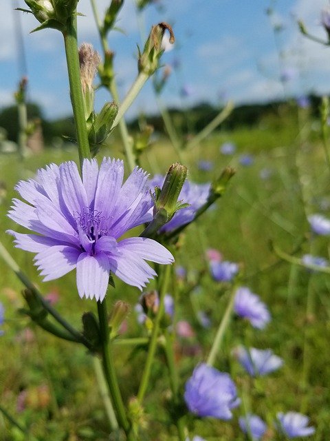 Free download Weed Wildflowers Wildflower -  free photo or picture to be edited with GIMP online image editor