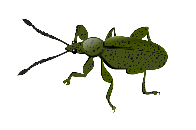 Free download Weevil Animal Insect -  free illustration to be edited with GIMP free online image editor