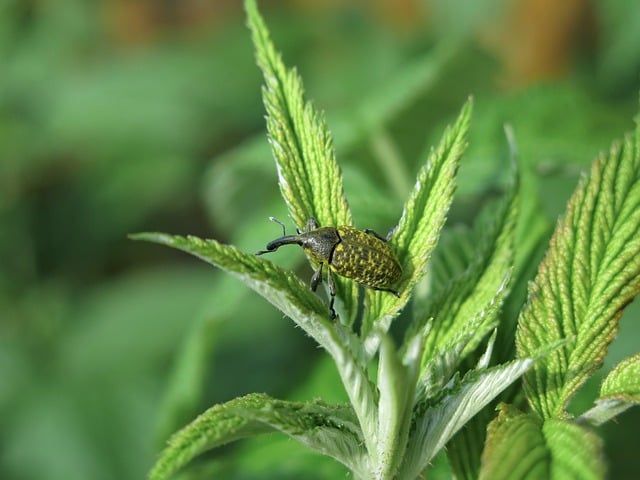 Free download weevil beetle nature close up free picture to be edited with GIMP free online image editor