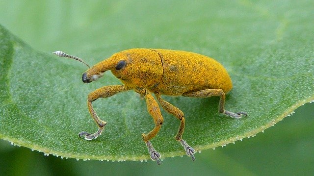 Téléchargement gratuit de Weevils Yellow Insect - photo ou image gratuite à éditer avec l'éditeur d'images en ligne GIMP