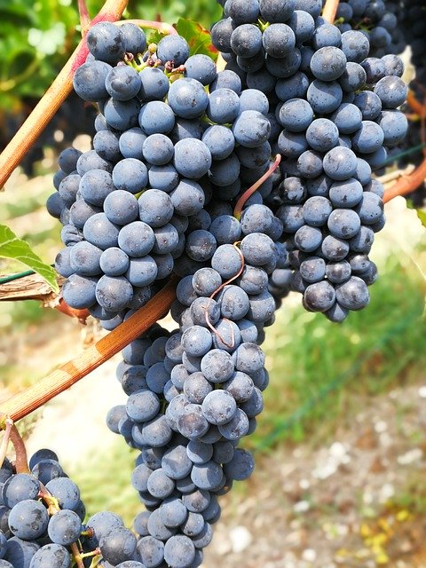 Descarga gratuita Wei Grapes Red Wine: foto o imagen gratuita para editar con el editor de imágenes en línea GIMP