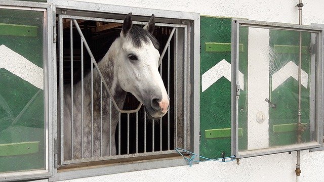 Безкоштовно завантажте well isi horse view ising безкоштовне зображення для редагування за допомогою безкоштовного онлайн-редактора зображень GIMP