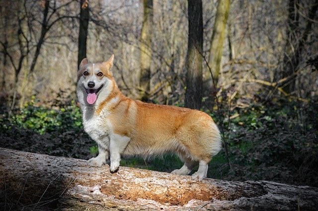 Descărcare gratuită Welsh Corgi Pembroke Sight - fotografie sau imagine gratuită pentru a fi editată cu editorul de imagini online GIMP