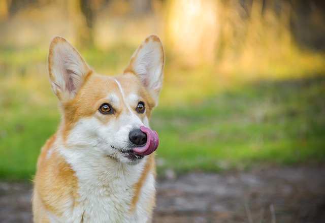 Free download welsh corgi pembroke sight corgi free picture to be edited with GIMP free online image editor