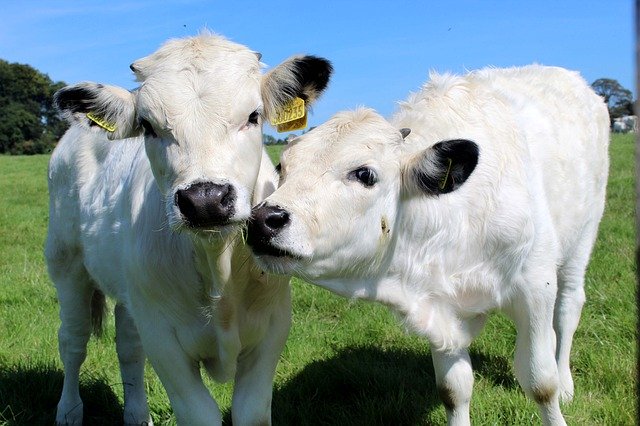 Descărcare gratuită Welsh White Animal - fotografie sau imagine gratuită pentru a fi editată cu editorul de imagini online GIMP