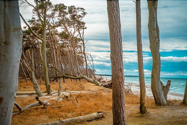 Free download West Beach Baltic Sea Trees -  free photo or picture to be edited with GIMP online image editor