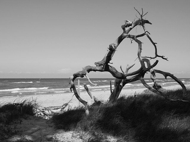 Muat turun percuma West Beach Darß Darss Baltic - foto atau gambar percuma untuk diedit dengan editor imej dalam talian GIMP