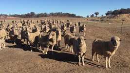 دانلود رایگان Western Australia Animals - ویدیوی رایگان برای ویرایش با ویرایشگر ویدیوی آنلاین OpenShot
