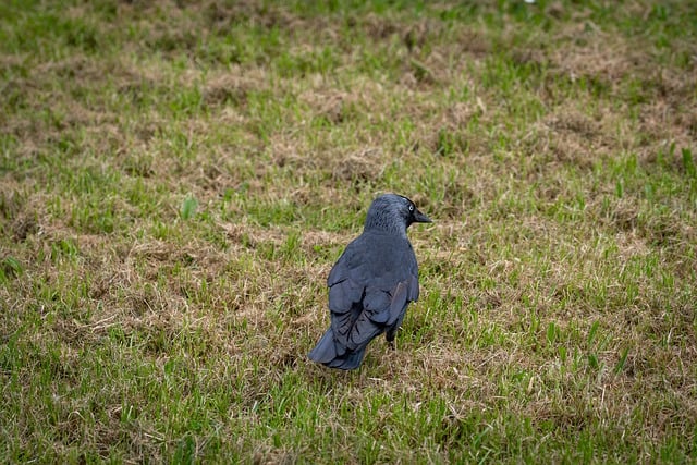 Free download western jackdaw bird jackdaw free picture to be edited with GIMP free online image editor