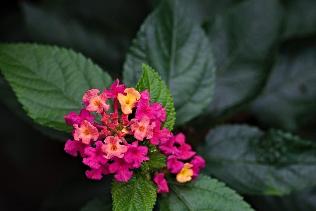 Free download west indian lantana flowers plant free picture to be edited with GIMP free online image editor