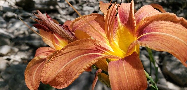 Gratis download West Virginia Nature Park Lilly - gratis foto of afbeelding om te bewerken met GIMP online afbeeldingseditor