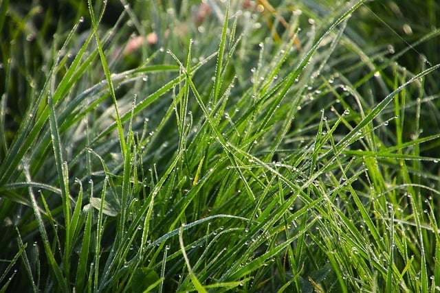 Free download wet dew drops grass droplets free picture to be edited with GIMP free online image editor