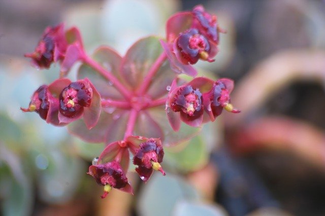 تنزيل Wet Flower Pink مجانًا - صورة مجانية أو صورة لتحريرها باستخدام محرر الصور عبر الإنترنت GIMP