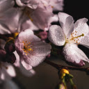 Wet flowers  screen for extension Chrome web store in OffiDocs Chromium