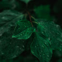 Wet green branches  screen for extension Chrome web store in OffiDocs Chromium