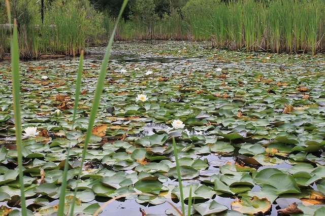 무료 다운로드 Wetland Marshland Pod Lily - 무료 사진 또는 김프 온라인 이미지 편집기로 편집할 수 있는 사진